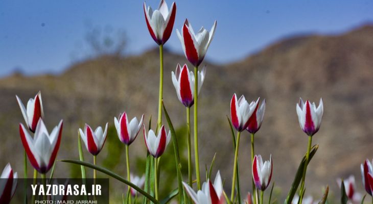 «شرب‌العین» بهشت لاله‌های بهاری یزد